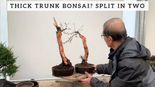 Thick trunk bonsai Split Trunk Literati style [upl. by Roee]