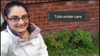 Secret revealed  How to care for Tulsi Holy Basil in winter [upl. by Htebzile393]