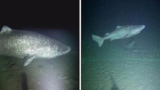 Rare Footage Of Greenland Shark Alive For Over 500 Years Old [upl. by Kcarb833]