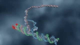 DNA Strand Displacement [upl. by Latea]