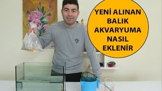 Yeni Alınan Balık Akvaryuma Nasıl Eklenir [upl. by Pilif446]