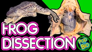 Frog Dissection Anatomy and Function [upl. by Eeimaj]