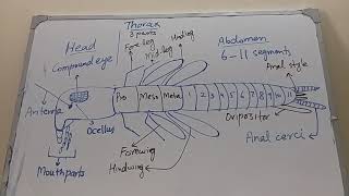 Insect external morphology  Entomology [upl. by Vitale]