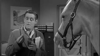 Mister Ed Excerpt [upl. by Roti171]