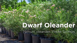 Dwarf Oleander Salmon  Nerium oleander Petite Salmon [upl. by Glialentn]