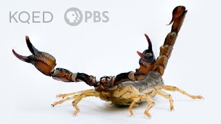 Scorpions Are Predators With a Sensitive Side  Deep Look [upl. by Ttehc]