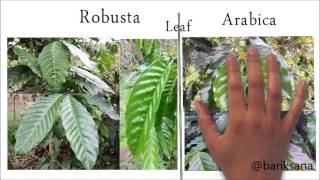 Gayo Coffee Farm The Different Robusta amp Arabica [upl. by Ashbaugh]