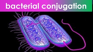 bacterial conjugation Hfr to F  Animation [upl. by Atsirak]