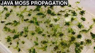 How to Propagate Java Moss  Improved Experiment Setup [upl. by Rokach]