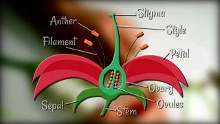 Flower Dissection  Reproduction in flowering plants [upl. by Auhsohey]