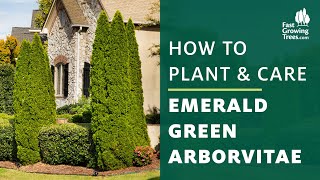 Emerald Green Arborvitae Tree  How to Plant amp Care [upl. by Eniak]