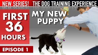 My New Puppy The First 36 Hours NEW SERIES The Dog Training Experience Episode 1 [upl. by Sueaddaht991]