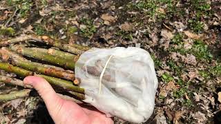 Planting Hybrid Willows For Deer Using Cuttings [upl. by Aileon]