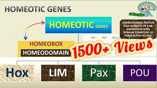 HOMEOTIC GENES HOMEOBOX HOMEODOMAIN Use 🎧 for BETTER AUDIO [upl. by Eissat]