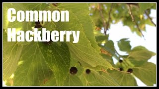 Common Hackberry Celtis occidentalis Overview  Ninja Gardening  Episode 49 [upl. by Suoirrad]