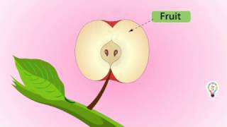 Fruits and seed Formation of a Pollinated plant  Full explanation For kids [upl. by Naj752]