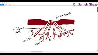 Embryology  development of mammary gland [upl. by Atinar689]