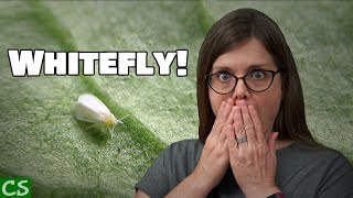 Whitefly Treatment for Plants  How to Control Whiteflies [upl. by Darrin440]