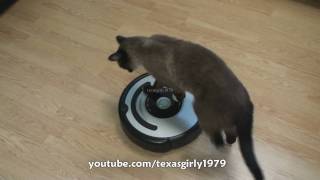 Cat shows HOW TO use iRobot Roomba Vacuum [upl. by Asseret]