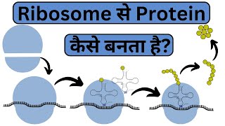 Ribosome  The Protein Factory  Structure and Function  Hindi [upl. by Nrubliw]