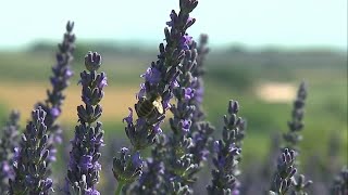 Lavender the blue gold of Frances Provence region [upl. by Nnairek]