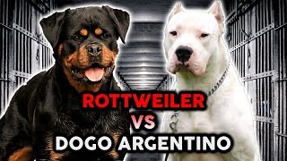 ROTTWEILER VS DOGO ARGENTINO The Best Guard Dog Breed [upl. by Snider738]