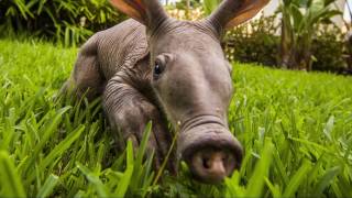 Aardvark  Information and facts [upl. by Atipul525]