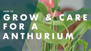 How To Look After An Anthurium [upl. by Elocon893]