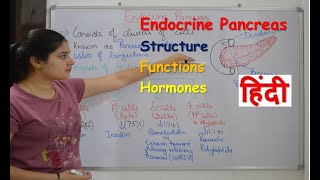 Pancreas endocrine gland in hindi  insulin  functions  structure  Rj Medical Education [upl. by Web]