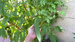 BITTERMELON GOYA BITTER GOURD MOMORDICA CHARANTIA [upl. by Alveta]