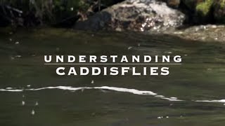 Understanding Caddisflies with Tom Rosenbauer [upl. by Wendell889]