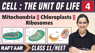 Cell  The Unit of Life 04  Mitochondria  Chloroplasts  Ribosomes  Class 11NEET  RAFTAAR [upl. by Yemirej]