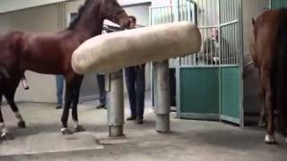 Mating Horses Breeding  HORSE MATING Donating Sperm MIX [upl. by Alael190]