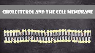 Cholesterol and the Cell Membrane  Cell Biology [upl. by Caprice]