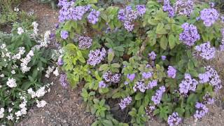 Heliotropium arborescens White amp Purple Helitrope [upl. by Nnayhs]