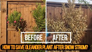 How to save Oleander plants post winter storm [upl. by Attenaej368]