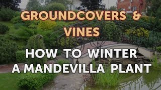 How to Winter a Mandevilla Plant [upl. by Trilbie289]