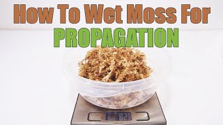 How To Use Sphagnum Moss For Propagation [upl. by Ylekalb]