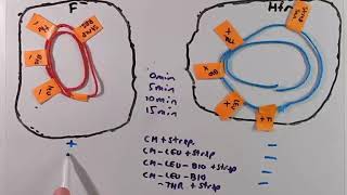 Bacterial Gene Mapping Using Conjugation [upl. by Archer]