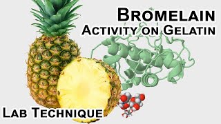 Bromelain protease activity  Biology Lab Techniques [upl. by Rodmann]