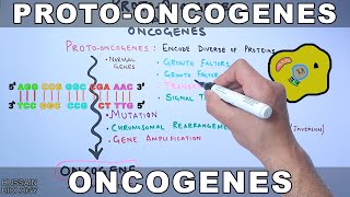 ProtoOncogenes and Oncogenes [upl. by Eeluj202]