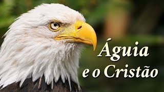 A ÁGUIA E O CRISTÃO  O Vídeo Mais LINDO e EMOCIONANTE Que Você Verá Hoje [upl. by Eradis]