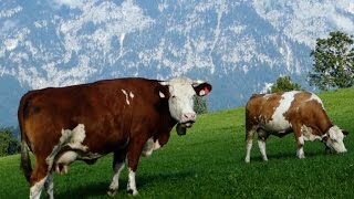 Cattle Breeds E11 Simmental cattle  dualpurpose type from Austria  Simmentaler Fleckvieh Kühe [upl. by Smalley]