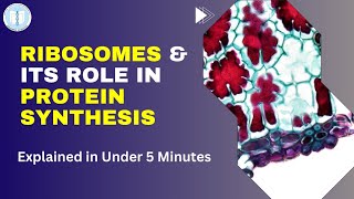 The Role of Ribosomes in Protein Synthesis  Explained in Under 5 Minutes [upl. by Marj156]