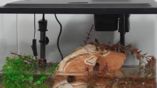 Tetra® Products — 10 Gallon Aquarium Kit Setup [upl. by Pompea882]