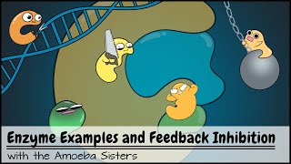 Enzyme Examples CofactorsCoenzymes Inhibitors and Feedback Inhibition [upl. by Attenoj]