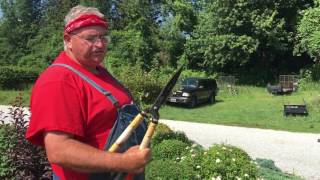 how to Trim Shrubs the Right Way or the Correct Way [upl. by Silvain442]