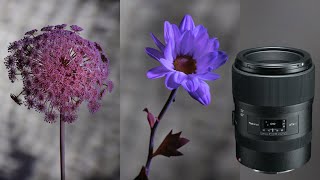 Shooting the unseen light with Tokina atxi 100mm F28 FF MACRO [upl. by Dralliw]