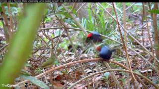 Epic Lancetailed Manakin Dance and Display Sequence with Female April 15 2017 [upl. by Weidman]