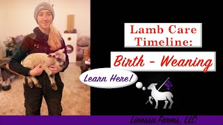 Lamb Care Timeline From Birth to Weaning [upl. by Hernardo153]